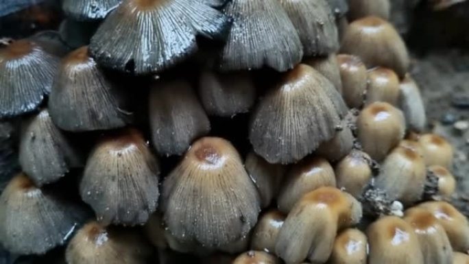 雨天。蘑菇家族，自然背景。