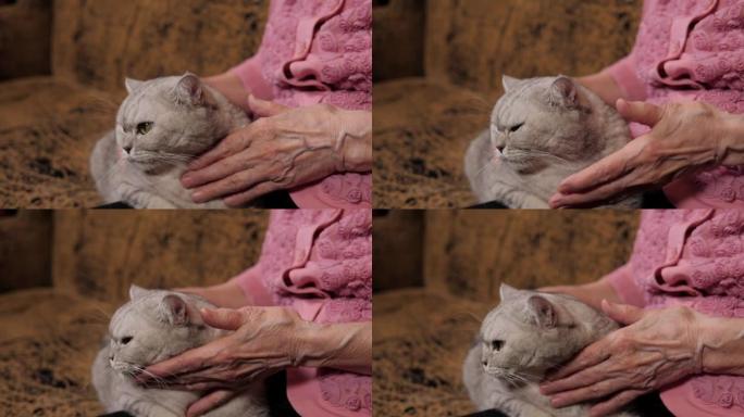 一位老年妇女与猫坐在沙发上的特写镜头。