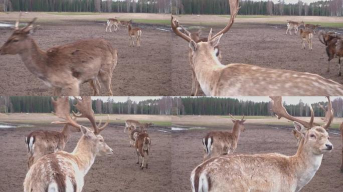自然界中一只可爱的棕色鹿的特写镜头看着相机