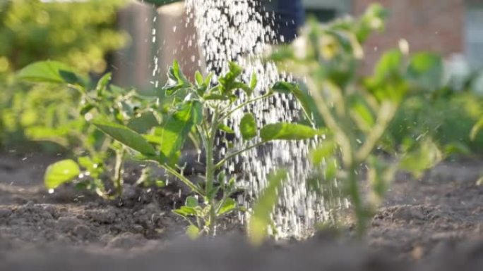 城市园丁浇灌青椒植物