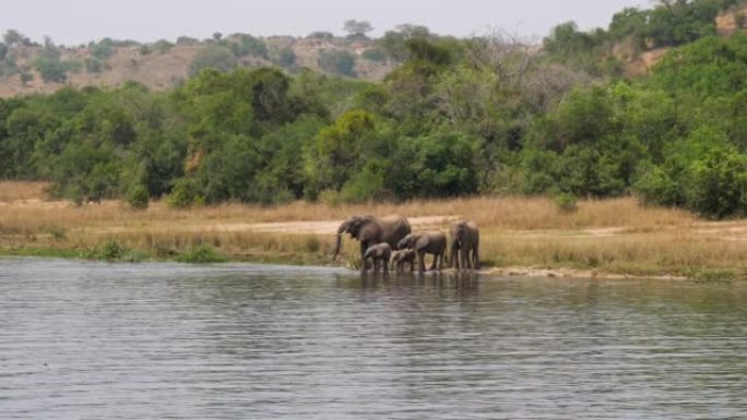 Herd Of African Elephants Drink Water From River A