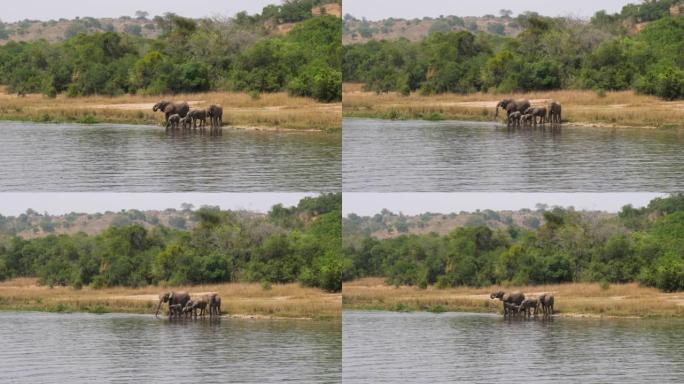 Herd Of African Elephants Drink Water From River A