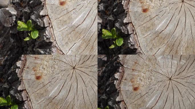 用电锯切割的树桩从边缘开始变绿，绿化的杨树树桩，