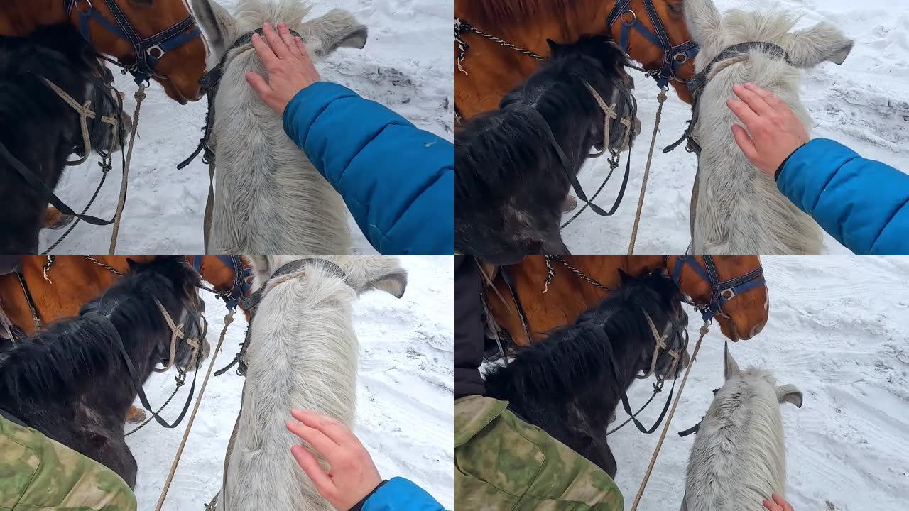 三匹马-白色，黑色和棕色站在一起，头部的俯视图。骑手用手抚摸白马。冬季骑马