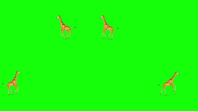 大长颈鹿来回跑色度键极端远射