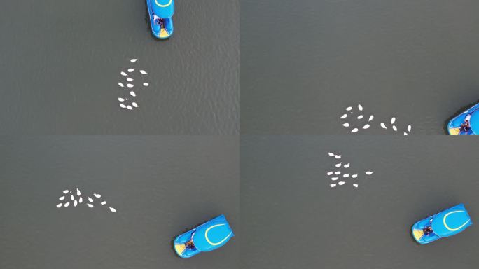 湖面游船鹅群丨4K丨原创实拍