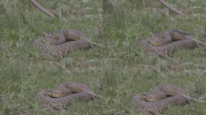 草丛中的大斑点蛇，拉丁名Elaphe sauromates。与蛇相遇，蛇的保护行为。慢动作120 f