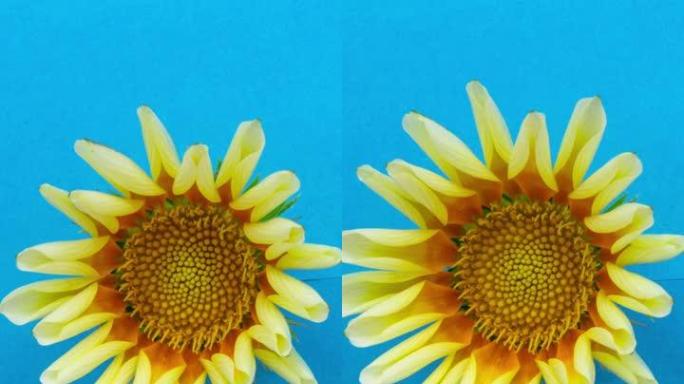 白色太阳花-Gazania在白色背景上的延时4k视频中绽放。9:16比例的垂直时间流逝手机和社交媒体