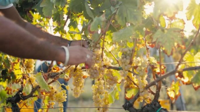 农民收获白葡萄用于葡萄酒生产