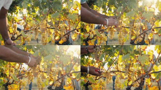 农民收获白葡萄用于葡萄酒生产