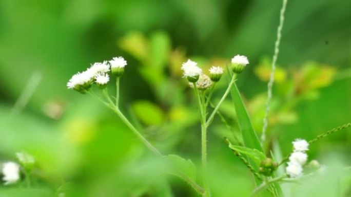 班多坦 (Ageratum conyzoides) 是属于菊科部落的一种农业杂草。用于对抗痢疾和腹泻