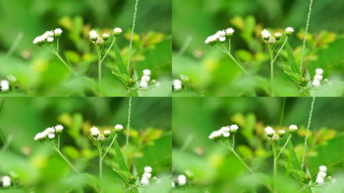 班多坦 (Ageratum conyzoides) 是属于菊科部落的一种农业杂草。用于对抗痢疾和腹泻