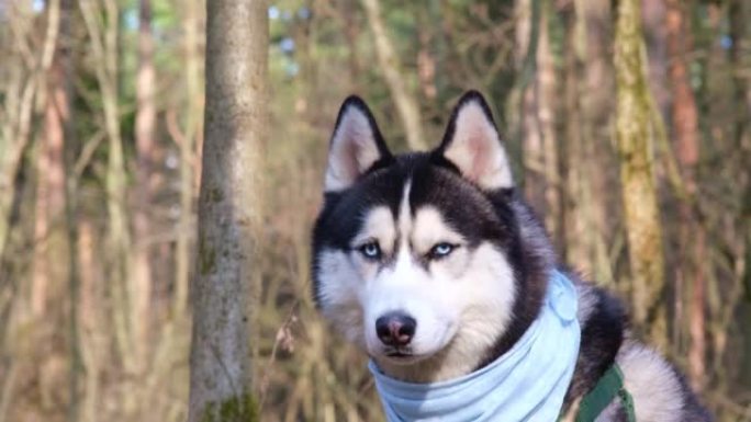 哈士奇肖像。蓝眼睛和蓝色围巾的狗。森林里哈士奇。狗枪口特写。西伯利亚哈士奇仔细地环顾四周，对着镜头