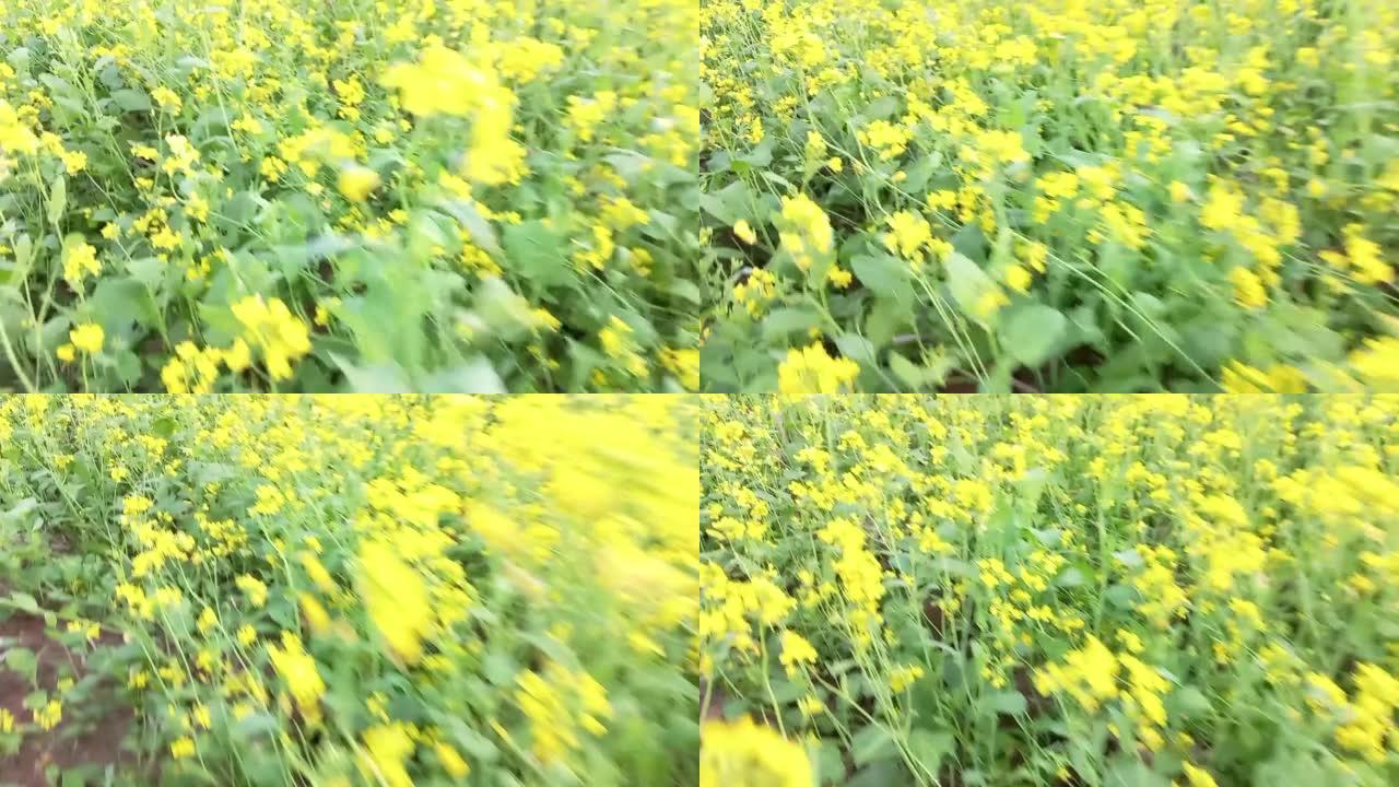 农业领域的芥末花，印度，奥里萨邦