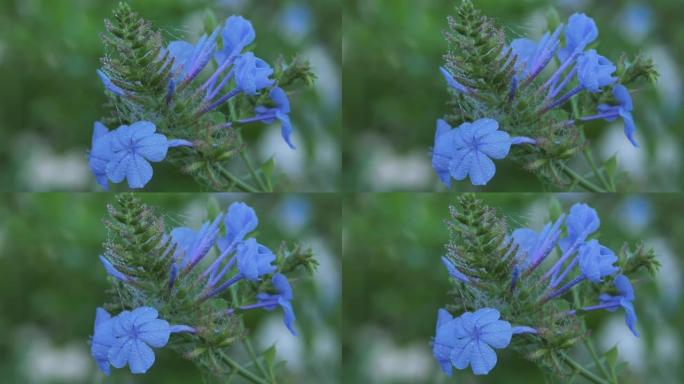 特写一株也叫做铅草的花草