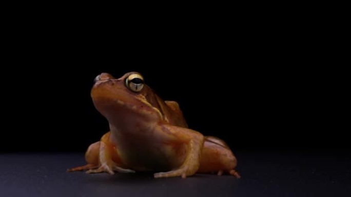 红棕色青蛙的4k视频。