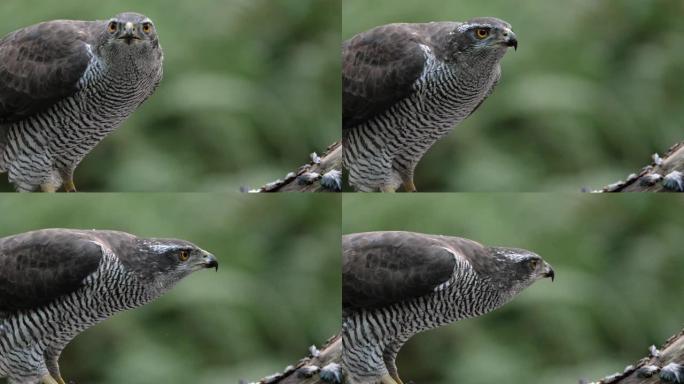 北方苍鹰吃猎物的慢动作。