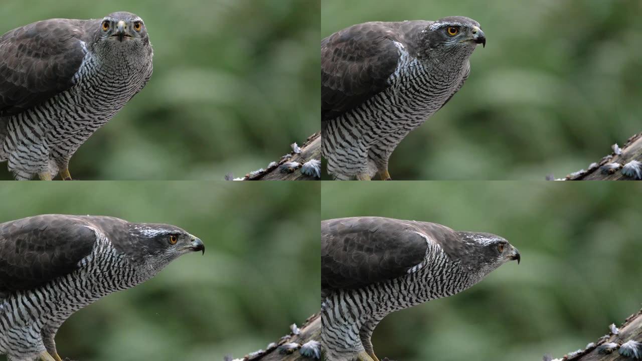 北方苍鹰吃猎物的慢动作。