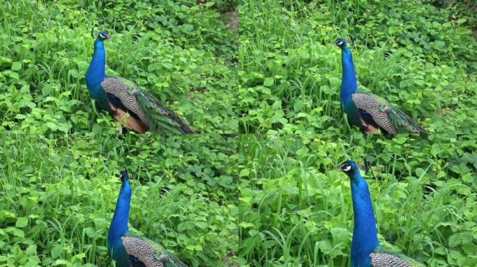 印度孔雀或蓝色孔雀 (Pavo cristatus)。美丽的孔雀肖像