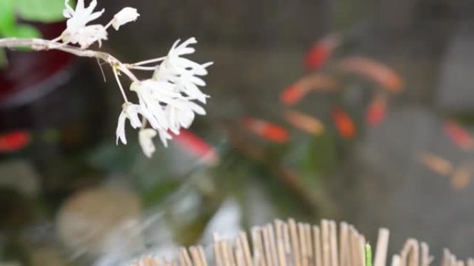 池塘的风景，金鱼盛开，白花和紫色兰花游泳