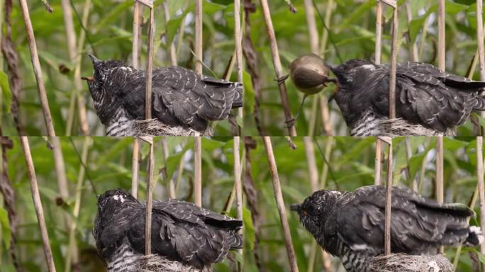 欧亚芦苇莺 (Acrocephalus scirpaceus) 在巢中喂养灰色的布谷鸟 (Cucul
