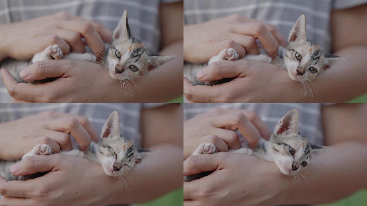 慢动作镜头特写可爱的家养小猫拥抱在女人的手臂上。