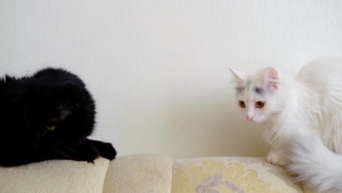 黑白猫坐在沙发上。宠物。