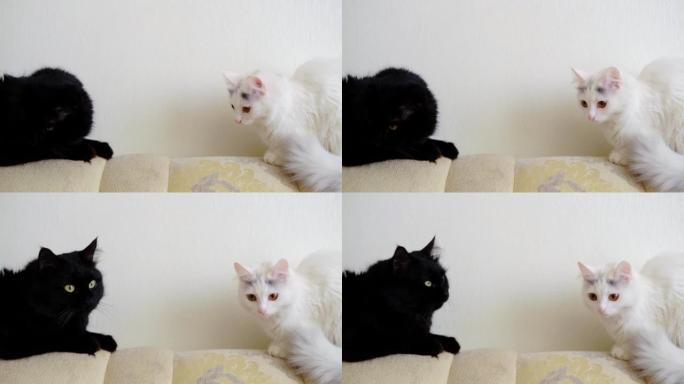 黑白猫坐在沙发上。宠物。