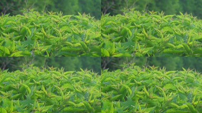 阳光照在新鲜的普通荨麻上-荨麻，相机在许多绿叶上滑动