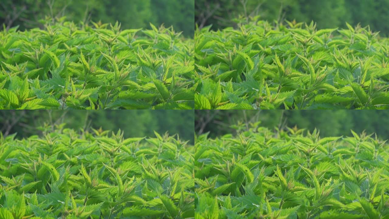 阳光照在新鲜的普通荨麻上-荨麻，相机在许多绿叶上滑动