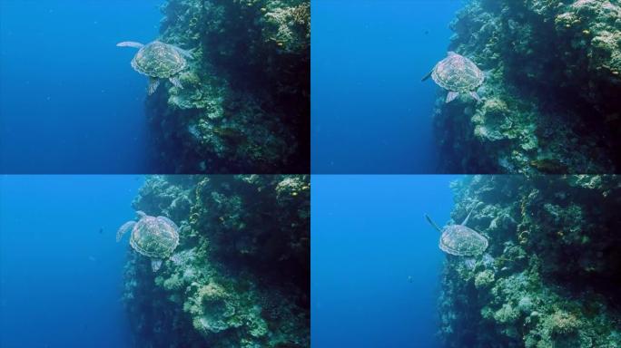 印度尼西亚万鸦老绿海龟