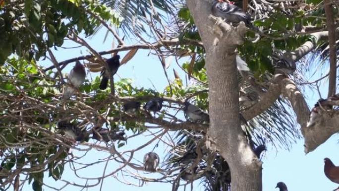 在强烈的阳光下，白天栖息在树上的许多鸽子的特写镜头