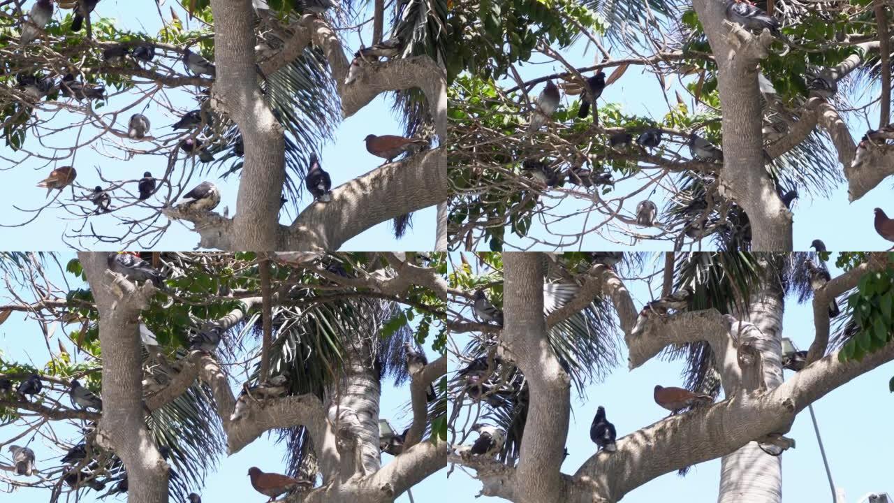 在强烈的阳光下，白天栖息在树上的许多鸽子的特写镜头