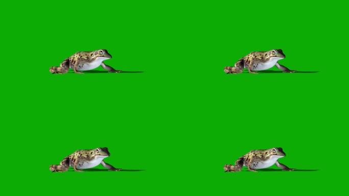 青蛙在绿色屏幕上行走