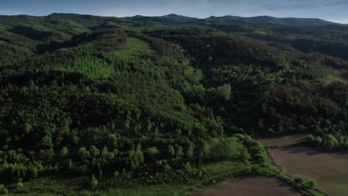 巨大的松树森林高山森林