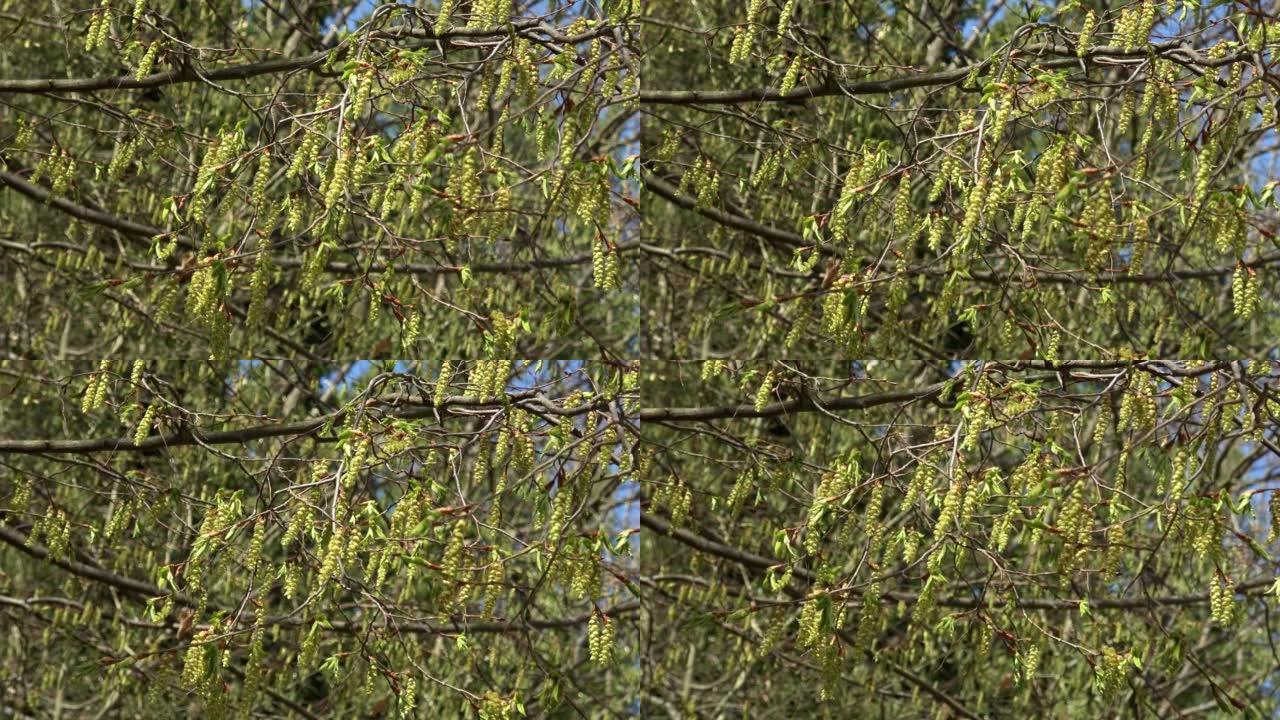初春季节，年轻的黄绿色盛开的长柳絮在树枝上随风飘扬