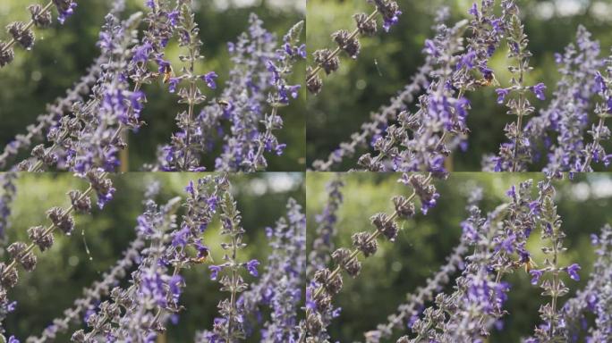 蜜蜂喝紫色花蜜的超慢动作