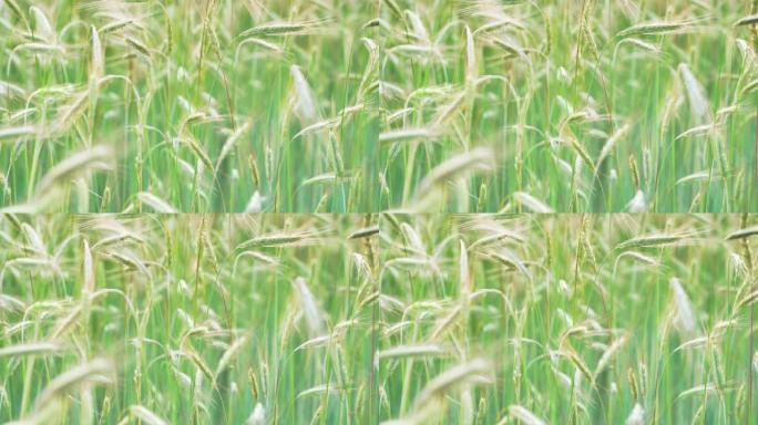 初夏的黑麦耳朵绿色麦穗特写现代农业农业发