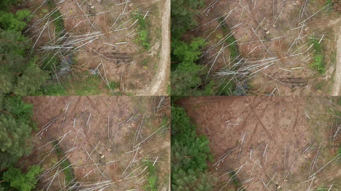 在夏日飞越被砍伐的森林。许多树桩和砍伐的树干躺在地上