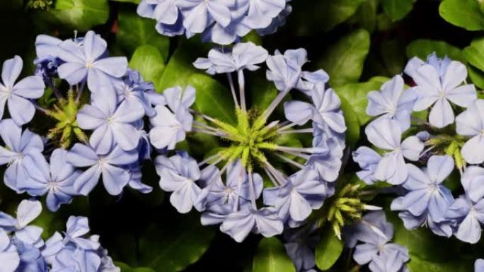 盛开的蓝色铅花花 (Plumbago auriculata Lam。) 的时间流逝。这些花在家庭花园