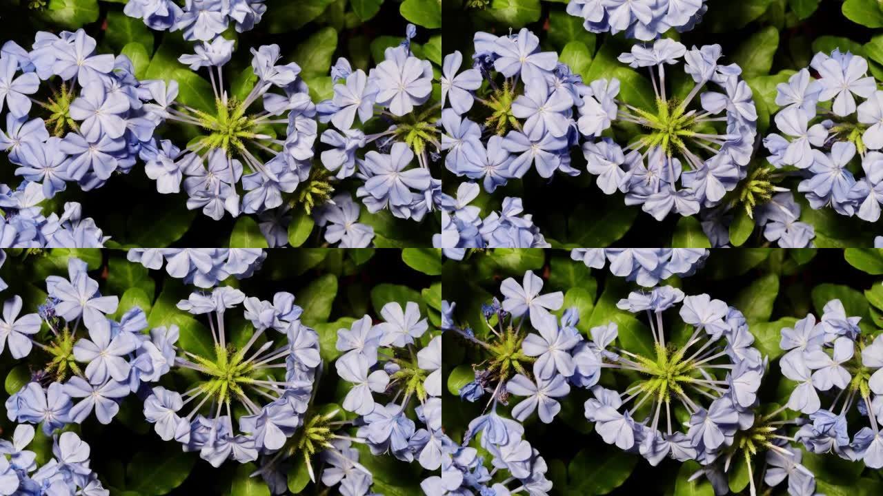 盛开的蓝色铅花花 (Plumbago auriculata Lam。) 的时间流逝。这些花在家庭花园