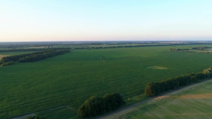 在日落或日出时鸟瞰绿色玉米田，无人机广角拍摄玉米田