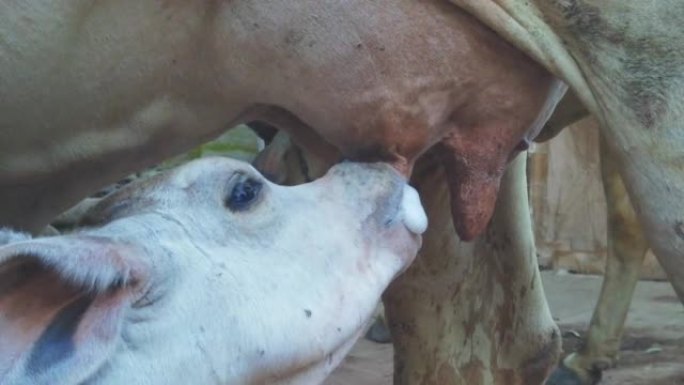 农业动物展览会上稳定的小牛喝牛乳，母牛乳房的小牛喝牛乳的慢动作镜头，选择性聚焦的慢动作