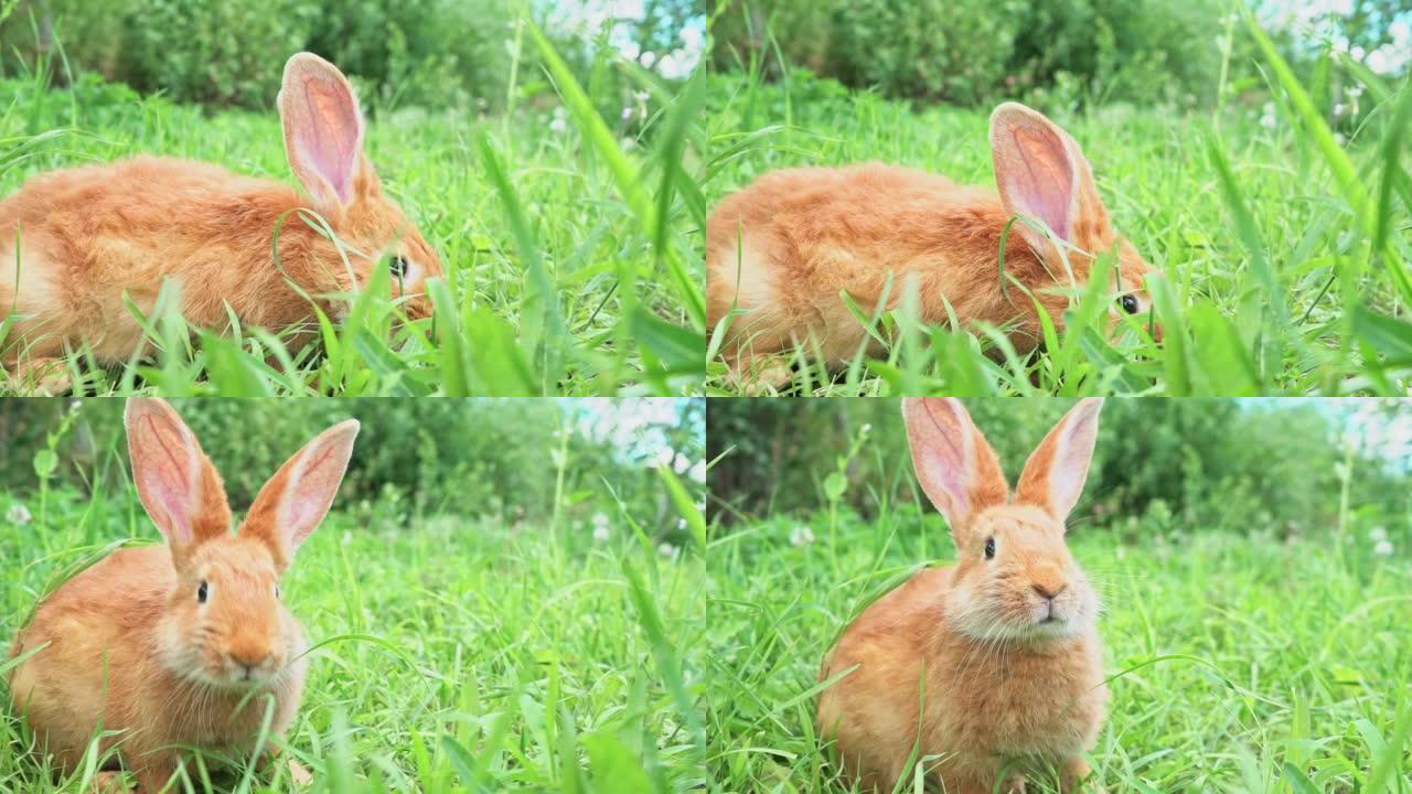 可爱的可爱的红色蓬松兔子坐在后院的绿草草坪上。一只可爱的小兔子走过