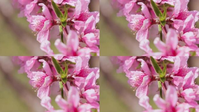 桃花盛开，美丽的粉红色