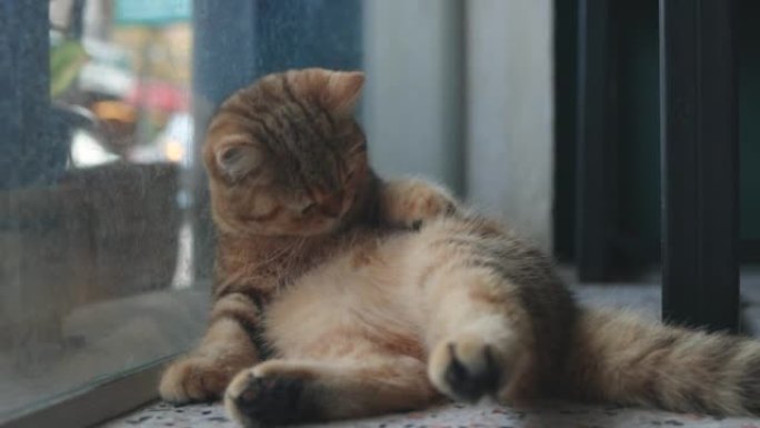 可爱的虎斑英国短发小猫躺在地板上，自己打扫。