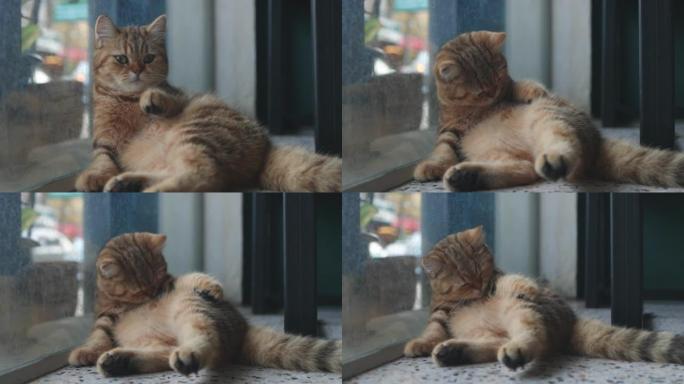 可爱的虎斑英国短发小猫躺在地板上，自己打扫。