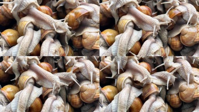 许多蜗牛为了食物而爬行