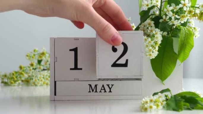 5月12日。女性手在日历上设定日期。春季。白色的立方历在桌上的花。在一个月内更改日期。假日日。日历上