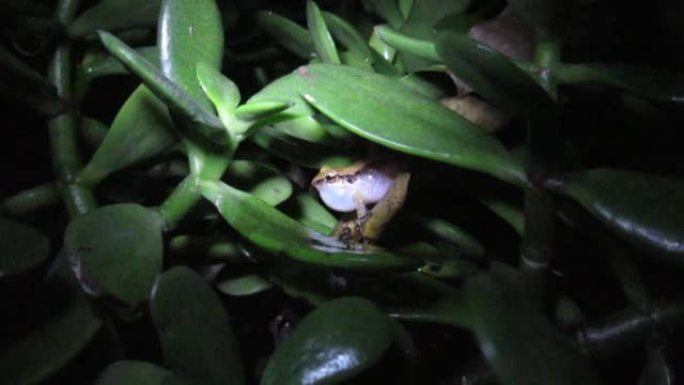 青蛙晚上在花园树上呱呱叫